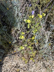 Emmenanthe penduliflora penduliflora