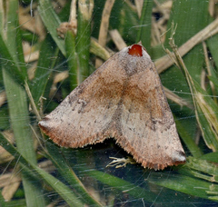 Mataeomera mesotaenia