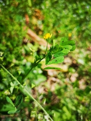 Medicago arabica