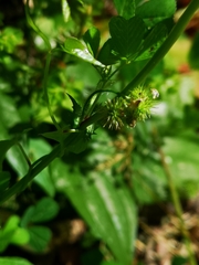 Medicago arabica