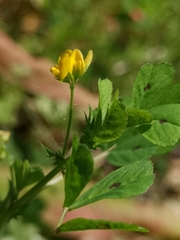 Medicago arabica