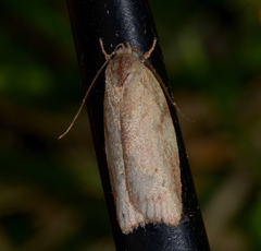 Euchaetis inceptella