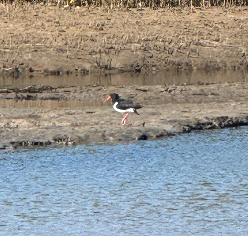 Pied Oystercatcher