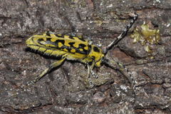 Saperda scalaris
