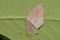 Cyclophora suppunctaria