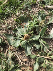 Rumex venosus