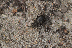 Otiorhynchus tristis