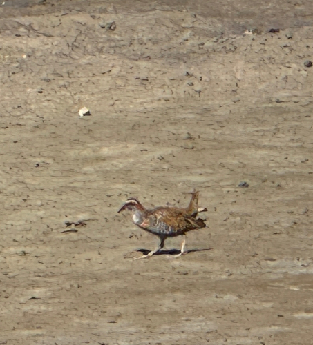 Buff-banded Rail