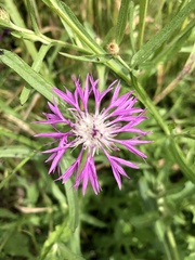 Centaurea napifolia