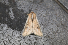 Mythimna albomarginata