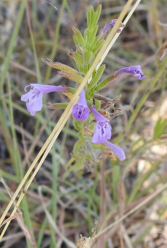 Hedeoma reverchonii, photograph 3