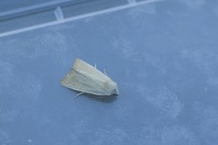 Arenostola phragmitidis