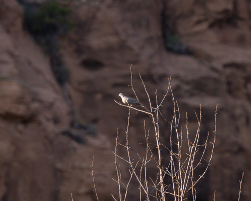 Eurasian Collared-Dove