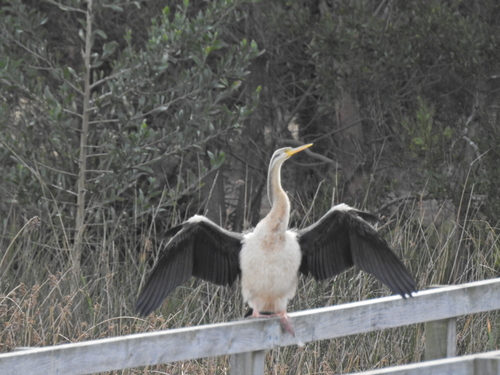 Australasian Darter