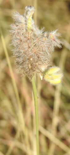 Dalea aurea, photograph 3