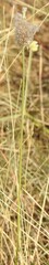 Dalea aurea, photograph (c) saltyhiker, some rights reserved (CC BY)