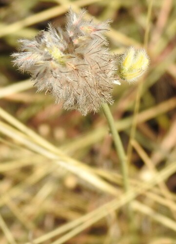 Dalea aurea, photograph 2