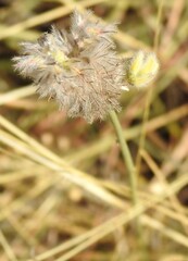 Dalea aurea, photograph (c) saltyhiker, some rights reserved (CC BY)