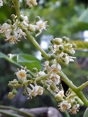 Enchenopa anseriformis