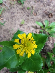 Acmaeodera
