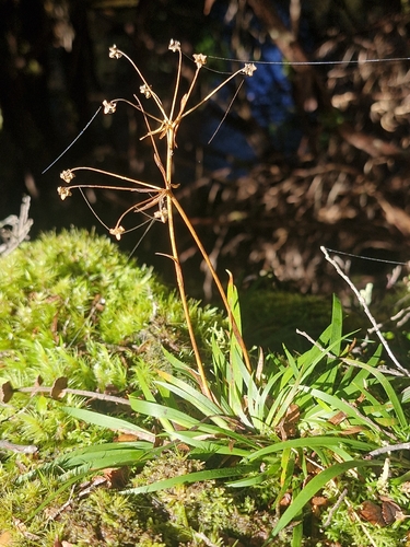 Libertia pulchella observed 2026-08-07