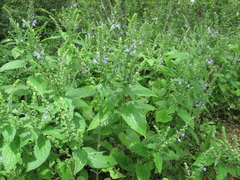 Scutellaria ovata
