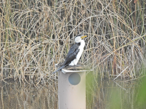 Little Pied Cormorant