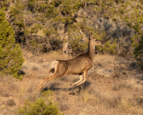 Rocky Mountain Mule Deer