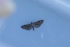 Eupithecia nanata