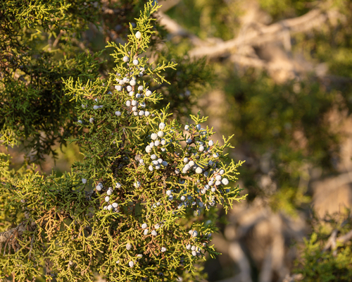 Utah Juniper