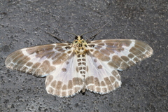 Pogonopygia nigralbata