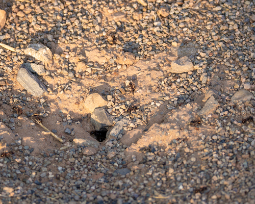 Rough Harvester Ant