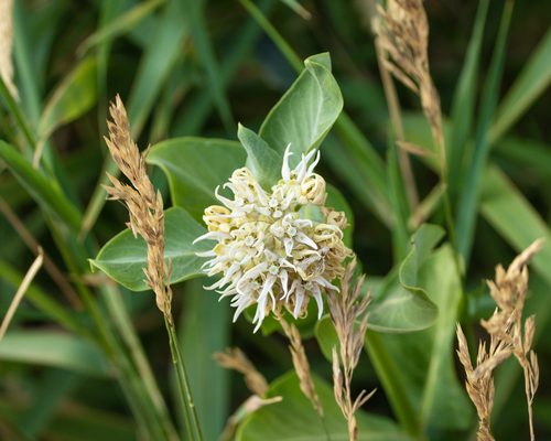 showy milkweed