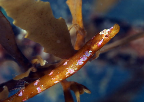 Prophet's pipefish (Lissocampus fatiloquus) — Syngnathidae — 4