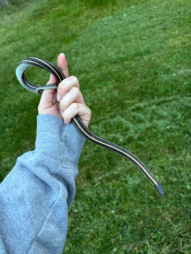 Plains Garter Snake