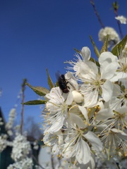 Protophormia terraenovae