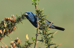Cyanoloxia glaucocaerulea