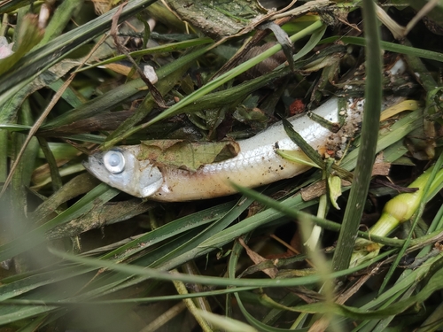 cigarfish (Hypomesus olidus) — Osmeridae — 4