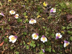 Mazus alpinus