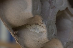 Cyclophora albipunctata