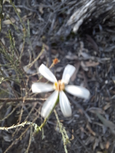 Olearia teretifolia, photograph 6