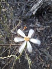 Olearia teretifolia, photograph (c) spacegecko, some rights reserved (CC BY)