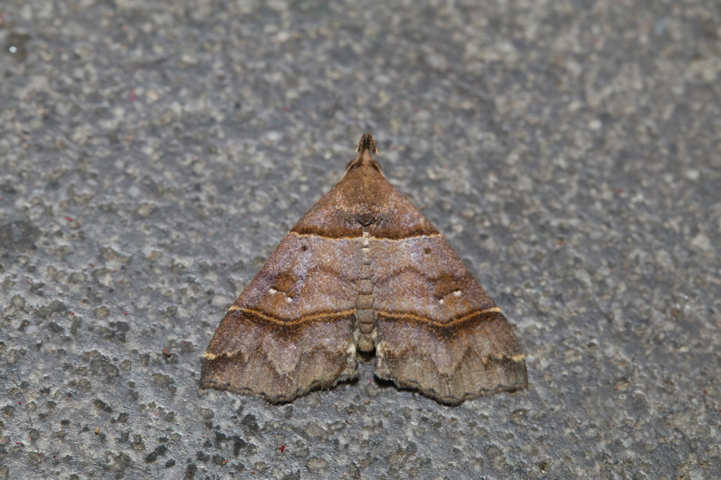 Bertula kosemponica