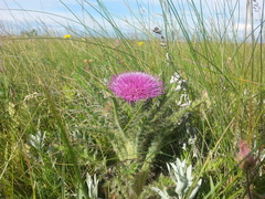 Cirsium drummondii