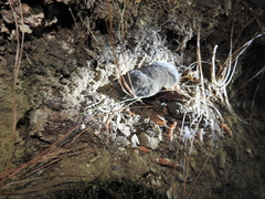 Microtus mexicanus