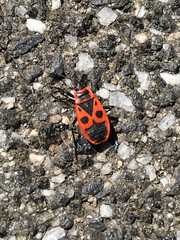 Pyrrhocoris apterus