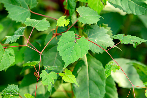 Vitis vulpina, photograph 2