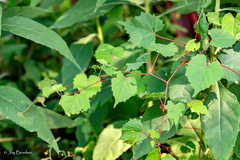 Vitis vulpina, photograph (c) Jay Brasher, some rights reserved (CC BY)