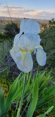 Iris albicans
