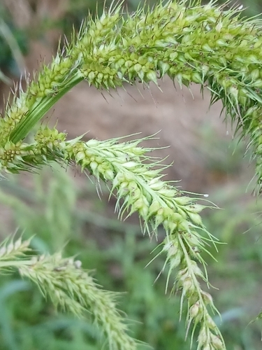 Echinochloa crus-pavonis, 2026-01-09